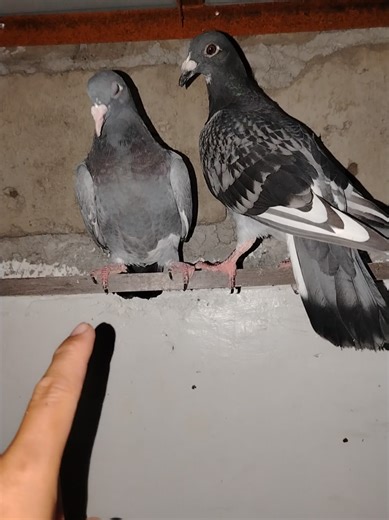 Yung gagawin guide natin dito pasaway mga ka hobby! Husaayyyyy Gutom at uhaw ang abot mo! Lesson learned sayo yan 😂 #kalapatids #racingpigeons #pigeonlove #kahobby #merakiloft