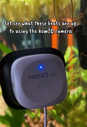 Monitoring My Fish with a HomIQ Camera