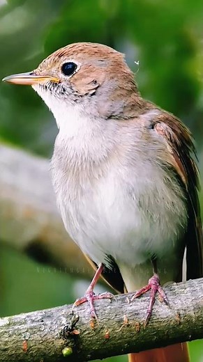 Nightingale Bird Singing In Nature