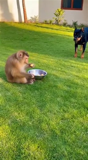 Monkey Chases Barking Dog in Backyard