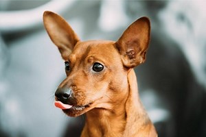 Do Min Pin Ears Stand Up Naturally? Answered! PetDT
