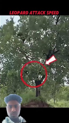 Leopard Leaps Up a Tree... Then the Fight Starts #trending #animals#leopard#ytshorts#wildlife