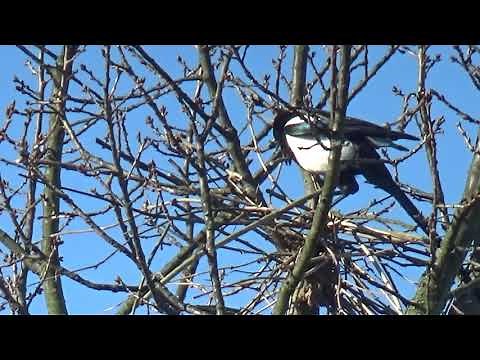 Building a Magpie Nest - Day 1