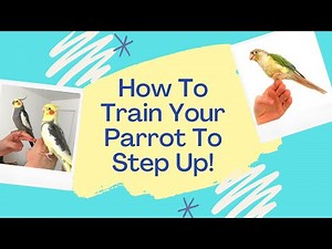 Parrot Step Up Training | How To Get Your Cockatiel To Step Up | TheParrotTeacher