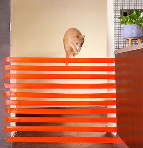 2.9M views · 3K reactions | How high can your cat jump for a treat? | 5-Minute Crafts Family | Facebook