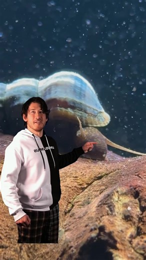 Best Snails for Freshwater Tank Cleanup