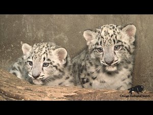 Two Snow Leopard Cubs Born at Brookfield Zoo