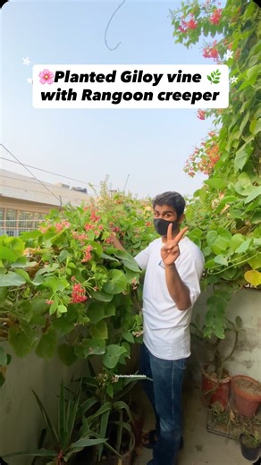 Momin | Gardening & Home Decor | Diy budget friendly on Instagram: "Ep211:Benefits of growing two different types of creepers plants in your garden 🪴😍🌸✨ . . . . . . . #rangoon #creeper #giloy #gardeningtips #fyp #explore #gardeningideas"