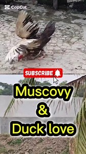 14K views · 35 reactions | Muscovy duck love #duck #Amazing #fyp #fblifestyle #OMG #pets #virals | Soul Of Birds | Facebook