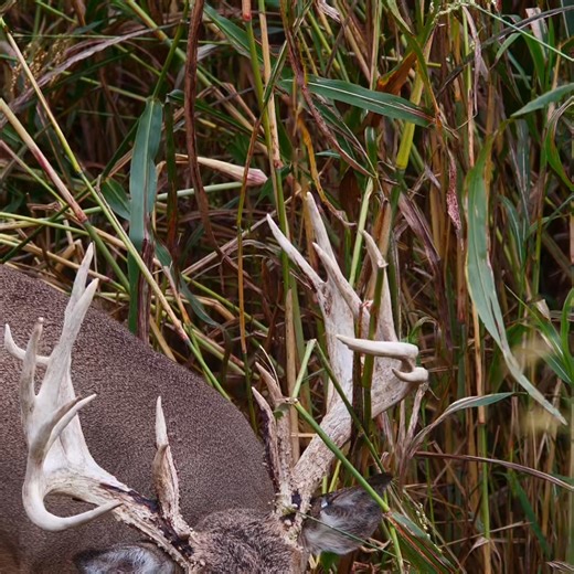 We got up close footage of this buck. 🦌 | Genesis Whitetails