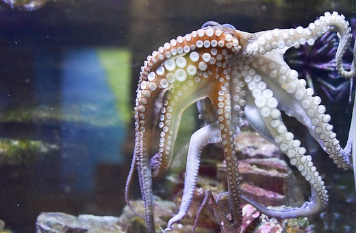 National Marine Science Centre - Southern Cross University