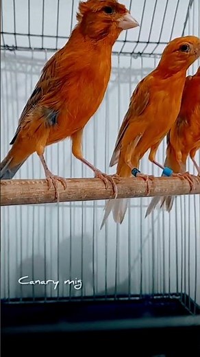 3 Apricot Canaries in Motion – One Royal Crest Steals the Show!🔥