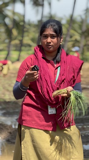"Small Onion Transplanting: Tips for Success |Karunya B.Sc( Hons) Agriculture student says| #Agriculture #Farming #OnionTransplanting #shorts #reels #AgTech" | Karunya Institute of Technology and Sciences - Deemed University