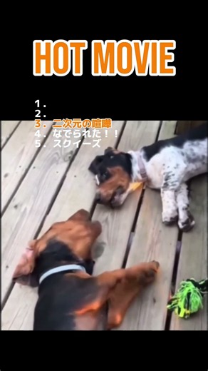 癒し動画#animals #動物 #赤ちゃん #baby #面白い #犬 #dog