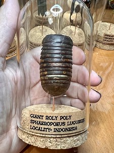 Giant Roly Poly Pill Bug, Sphaeropoeus Lugubris, Mounted in a Bell Jar, Cloche, Dome Jar, Labeled With Name, Locality, Real, Dried Preserved - Etsy