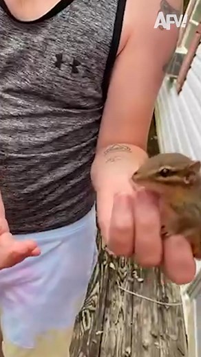 Funny Chipmunk Blending In Fail