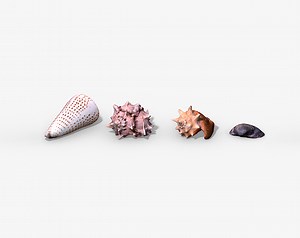 Photorealistic Seashells Collection - Scanned PBR by Tunnel Vision Studio