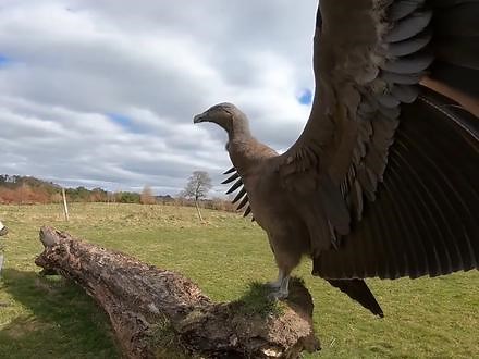 世界上体型最大的猛禽，安第斯文明之魂 #动物科普 #人与自然 #保护动物 #保护鸟类 #鸟 #神奇动物