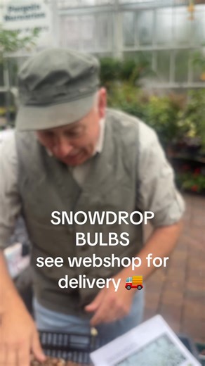 #add WEBSHOP https://pergolanurseries.ecwid.com SNOWDROP BULBS HAVE ARRIVED!Available in WEBSHOP https://pergolanurseries.ecwid.com ALL IRELAND DELIVERY 🚚 32 Counties Pergola Nurseries Garden Corner,Virginia, Co Cavan “A gardeners oasis of quality plants “Open Tuesday to Saturday 10.3-5Open Sundays 2-5#fyp #flowerbulbs #gardenideas #garden | Pergola Nurseries Garden Corner