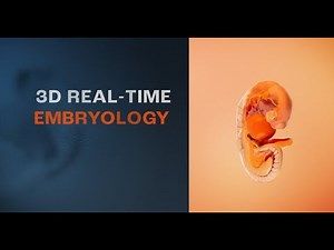 3D Real-time Embryology - Primal Pictures