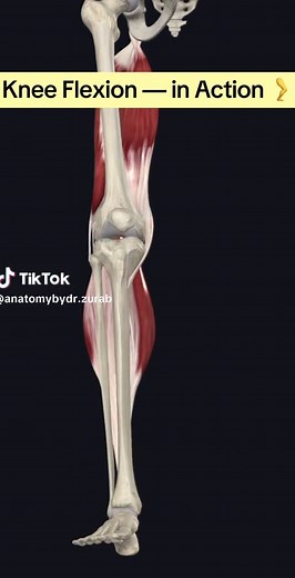 Understanding Knee Flexion and Muscle Function