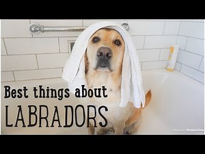 10 Best Things About LABRADORS