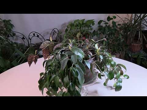 Lipstick Plant (Aeschynanthus) Care: What to Know