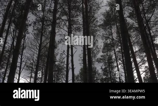 Cinematic panoramic view of a moody coniferous forest under an overcast sky Stock Video Footage - Alamy