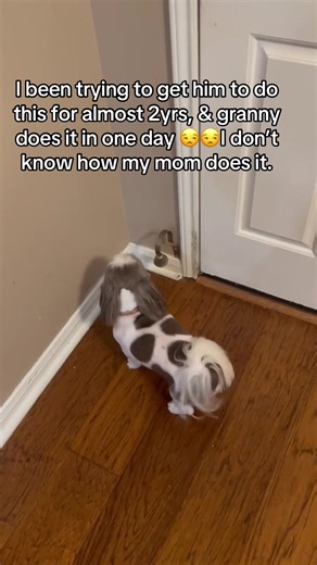 Dog Training Tips from My Expert Mom