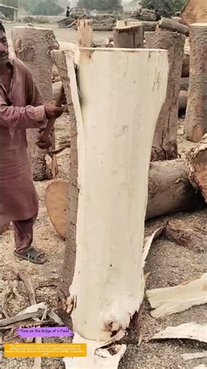 Stripping the Bark: How a Broad Axe Reveals Timber's True Face