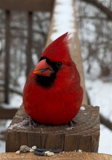 A Guide to Backyard Birds: Feeding and Watching Cardinals