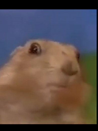 Dramatic Look of a Scared Squirrel Meme