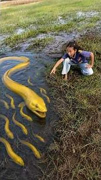 Survival Skills: SIMPLE and USEFUL with Eel trapping tool #survival #bushcraft #papa #eelfishing