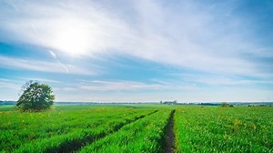 Spring field with wheat germ, time-lapse with crane