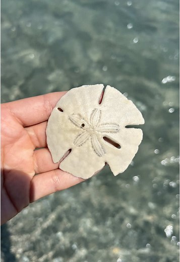 Discovering Sand Dollars: A Beachcombing Adventure
