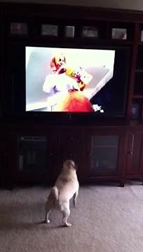 Pug goes nuts for Beggin Strips commercial