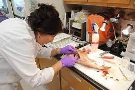 STANDARD OPERATING PROCEDURE FOR GROSS NECROPSY AND COLLECTION, WEIGHING & FIXATION OF ORGANS/TISSUES IN LABORATORY ANIMALS