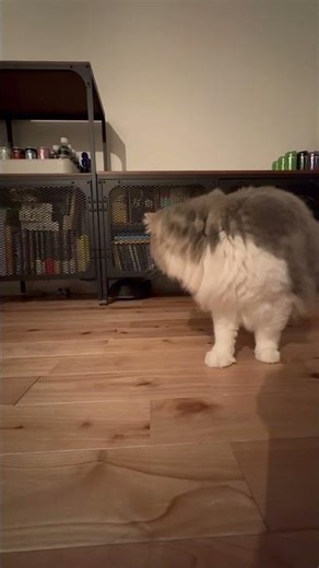 My cat meets a new robot vacuum 🤖🐱#cat #siberiancat #cutecat