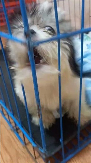 angry puppy sound 🤣