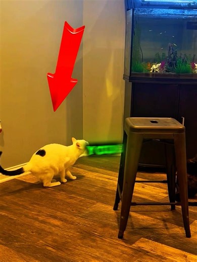 One jump. Infinite regret. 🐾💦 #shorts #pets