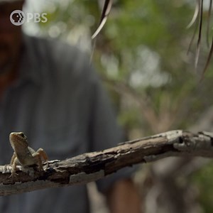 6.2K views · 157 reactions | How do lizards adapt in extreme weather — including hurricanes? This experiment reveals how they are changing their behaviors to survive. Learn more during #EvolutionEarthPBS, airing this Wednesday at 10/9c. | PBS | Facebook