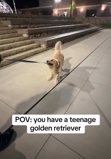 Teenage Golden Retriever Behavior Explained