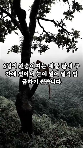 6월에 스마트폰에서 '이 짓' 하면 원숭이띠는 평생 벼락거지 됩니다 ⚠️