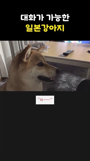 대화가 가능한 천재견 #시바견 #시바이누 #동물