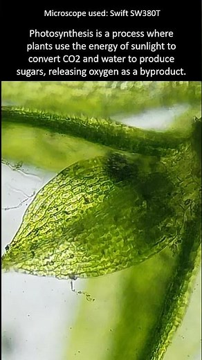 How plants produce oxygen. Chloroplasts under the microscope.