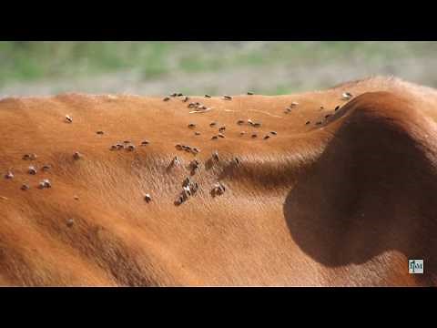 Horn Flies (Haematobia irritans) on Cattle