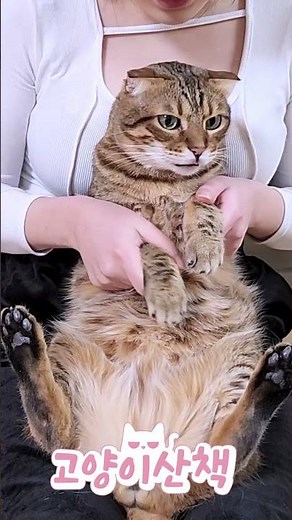 고양이 에스파 드라마 댄스