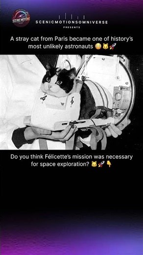 A Stray Cat From Paris Became An Astronaut 😳🐱🚀