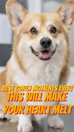 Best Corgi Moments Ever! 🐶🧡