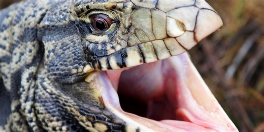 Be on the lookout for these giant invasive lizards in Georgia